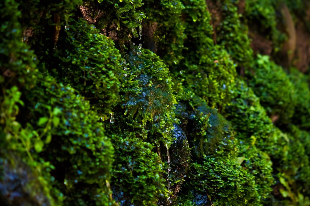 軟水・硬水の特徴