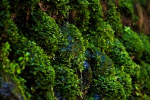 軟水・硬水の特徴